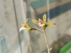 Eulophia graminea