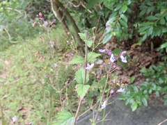 Isodon amethystoides