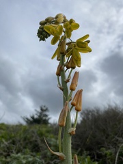 Albuca cooperi