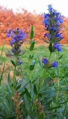 Hyssopus officinalis