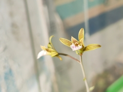Eulophia graminea
