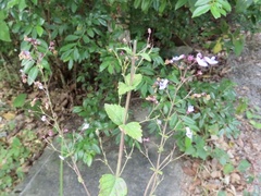 Isodon amethystoides