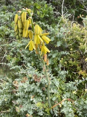 Albuca cooperi