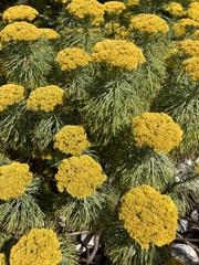 Hymenolepis