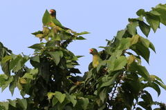 Eupsittula canicularis