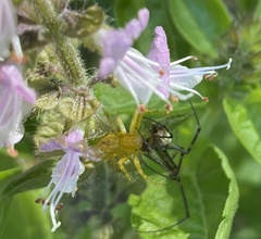 Leucauge dromedaria