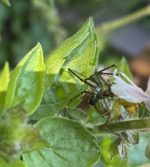 Leucauge dromedaria