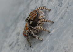 Maratus tasmanicus