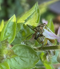 Leucauge dromedaria