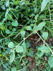 Alternanthera sessilis