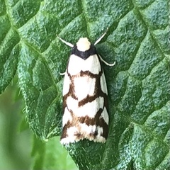 Scaptesyle dichotoma