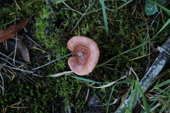Lactarius xanthogalactus