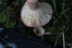 Lactarius xanthogalactus
