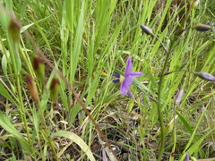 Arthropodium strictum