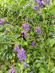 Xylocopa aestuans
