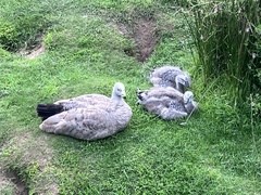 Cereopsis novaehollandiae