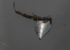 Argyrodes antipodianus