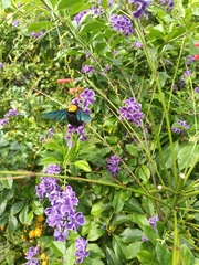 Xylocopa aestuans