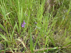 Arthropodium strictum
