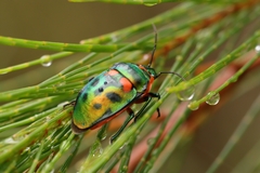 Scutiphora pedicellata