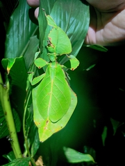 Pulchriphyllium bioculatum