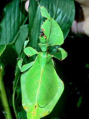 Pulchriphyllium bioculatum