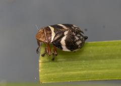 Bathyllus albicinctus