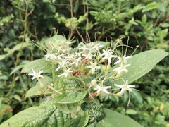 Clerodendrum cyrtophyllum