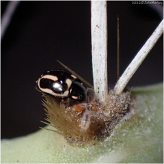 Hyperaspis trifurcata