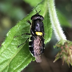 Odontomyia hunteri