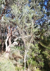 Jacksonia furcellata