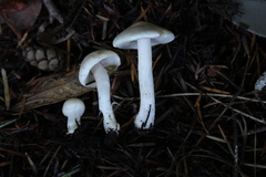Inocybe