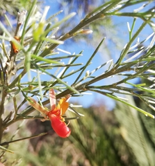 Jacksonia furcellata