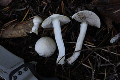 Inocybe