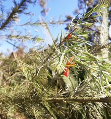 Jacksonia furcellata