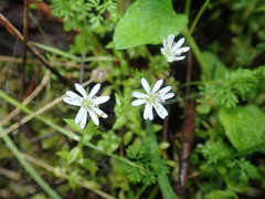 Stellaria flaccida