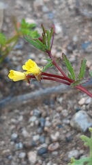 Camissonia dentata