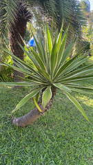 Agave vivipara
