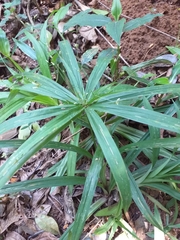 Cyperus albostriatus