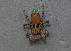 Maratus tasmanicus
