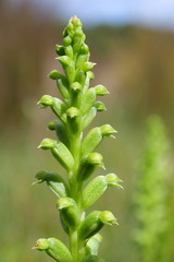 Microtis arenaria