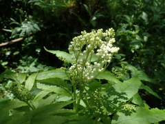Sambucus gaudichaudiana