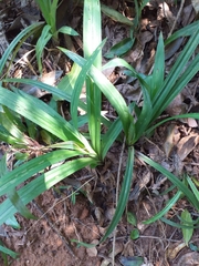 Cyperus albostriatus
