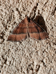 Larentia clavaria