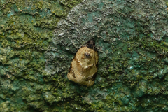 Neocalyptis liratana