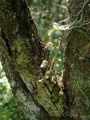 Sarcochilus australis