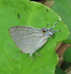 Hypolycaena philippus