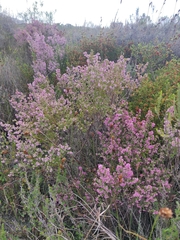 Erica mauritanica