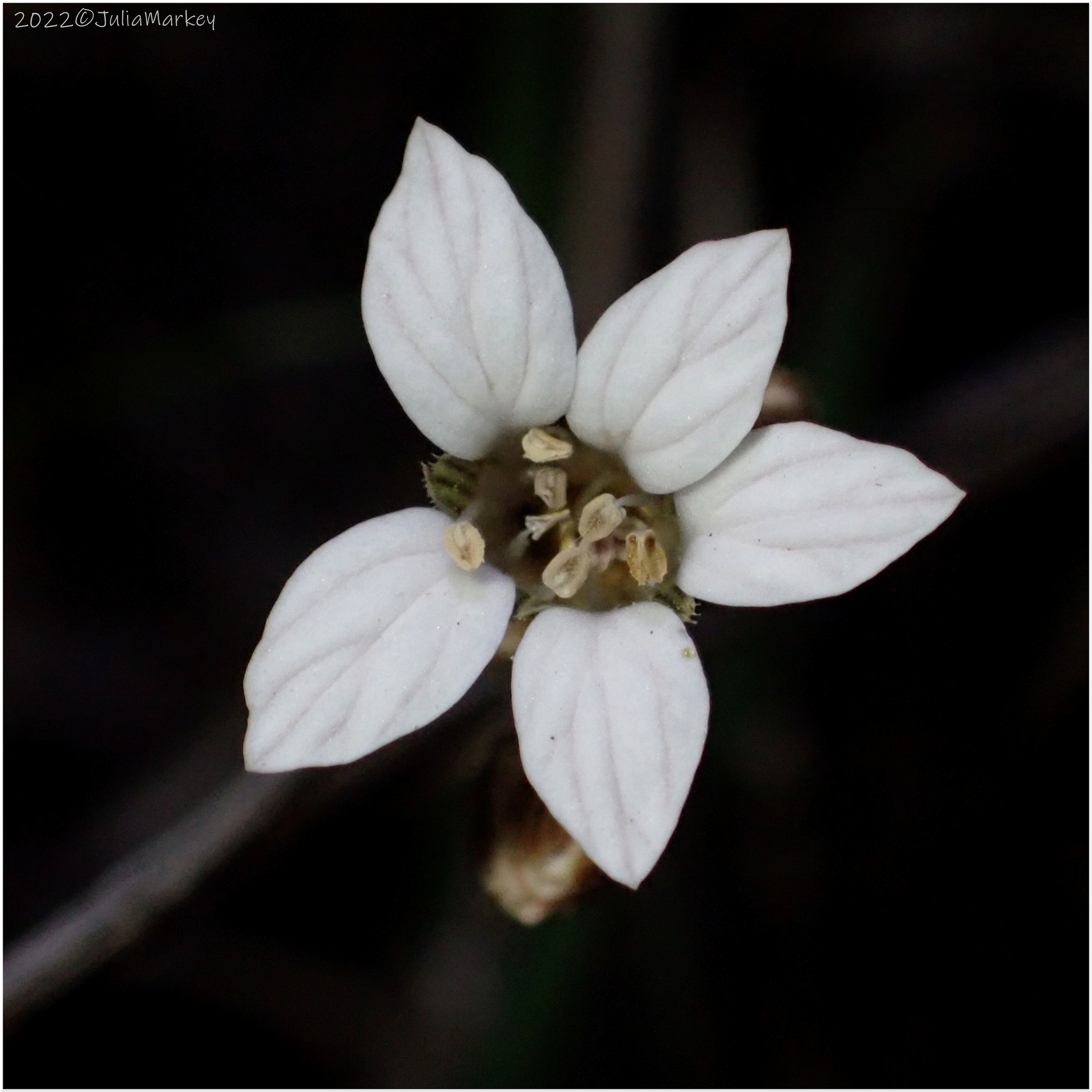 Jepsonia parryi