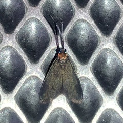 Pollanisus subdolosa